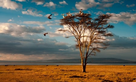 Ordinary day - nature, sky, clouds, tree, birds