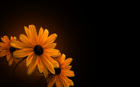 Flowers - beautiful, orange, flower, brown