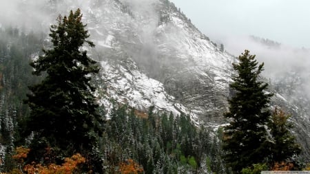 Winter wilderness - landscape, pine, winter, mountains, wallpaper, mist, hd, nature, wilderness, forest, wild, fog, scene