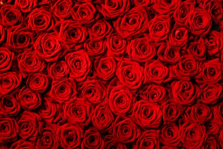 Roses - flowers, roses, for you, nature, valentines day, rose, red roses, wtih love