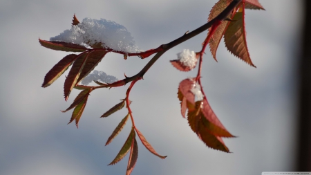 â—‹First snowâ—‹ - wallpaper, frozen, frost, leaves, abstract, frosted, photography, leaf, nature, frosty, autumn, cold, winter, hd, ice, macro, snow