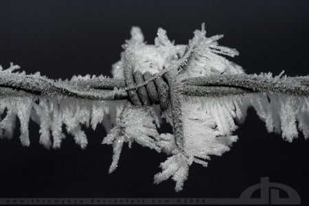 Frostwire - ice, fence, frosty, photography, winter, wallpaper, frosted, wire, nature, abstract, macro, frost, snow, frozen