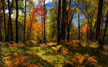 Autumn colors - nature, autumn, forest, trees