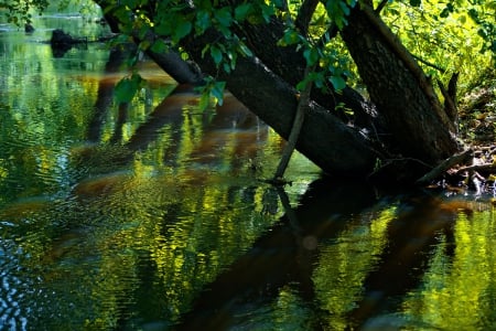 Lake beauty - nature, lake, trees, reflection, water