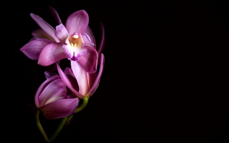 Pink orchids - black, orchid, background, flower, pink