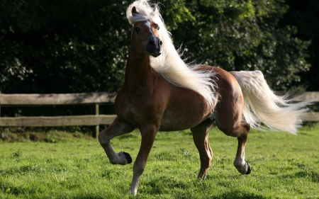 Horse - white, tail, horse, animal, green