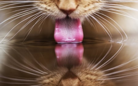 Thirsty - animal, pink, water, reflection, cat, orange, tongue, thirsty