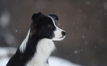 Border Collie - black, white, animal, winter, snowflakes, border collie, dog