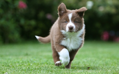 Border Collie - run, animal, cute, puppy, white, brown, border collie, pet, dog, green