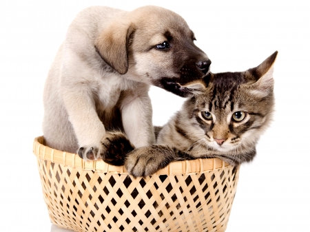 A CARING FRIEND! - two, cat, dog, animal, pets, basket