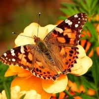 PAINTED LADY BUTTERFLY