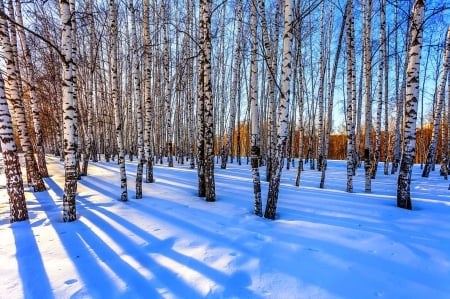 WINTER WOODS - Trees, Snow, Nature, Birch, Winter, Russia, Seasons