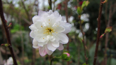 Pure beauty - white, flower, elegant, Pure beauty