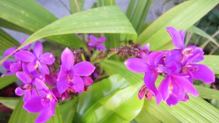 Beautiful orchid - pretty, beautiful, bright color, orchid, flower