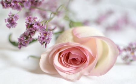 sweet time - roses, soft, pink, photography, flowers, still life