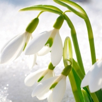 Icy Snowdrops