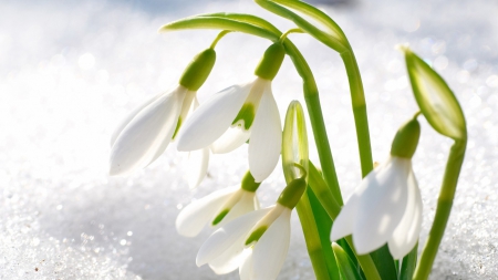 Icy Snowdrops - blooms, blossoms, winter, snow, spring, icy, flowers, ice, white