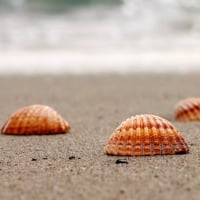 Shells