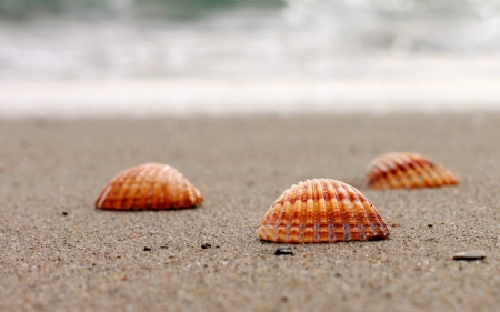 Shells - shells, nature, beach, sea, sand