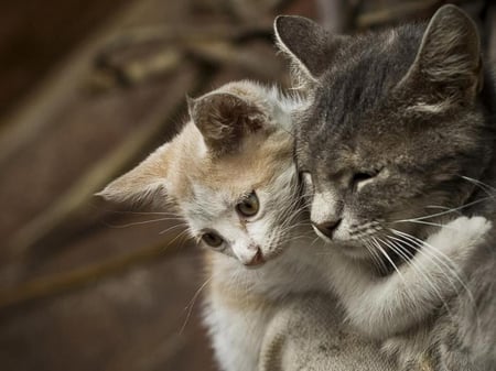 hug for mum - cats, mum, animals, kitty