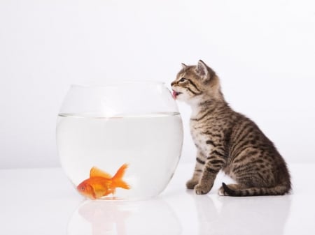 fish hunt - kitty, animals, cats, fish hunt, golden fish