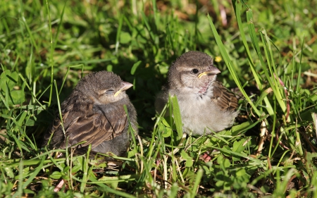 *** Birds *** - animal, animals, bird, birds