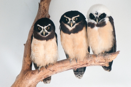 *** Owls *** - owls, birds, animal, animals