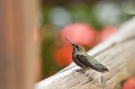 *** Hummingbird *** - animal, animals, bird, birds