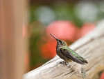 *** Hummingbird ***