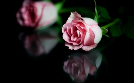 Roses *** - Flowers & Nature Background Wallpapers on Desktop Nexus ...