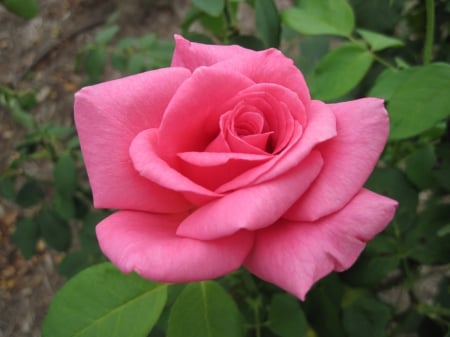 Bold Pink Rose - large, fragrance, flower, petals, pink, leaves, nature, green, rose