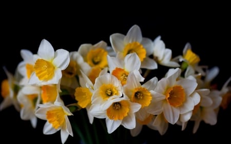 *** - narcis, flowers, flower, nature