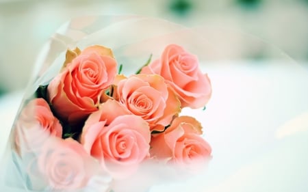 *** Roses *** - flowers, flower, roses, nature