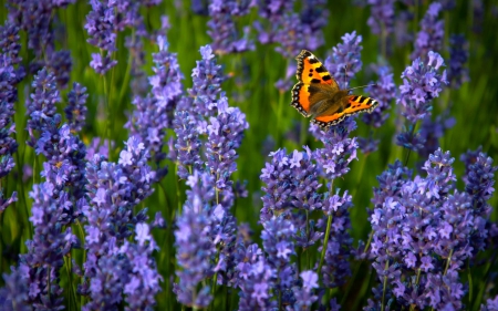 *** Butterfly *** - animal, butterfly, animals, meadow