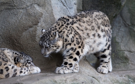 *** Snow leopard *** - animal, animals, cats, wild