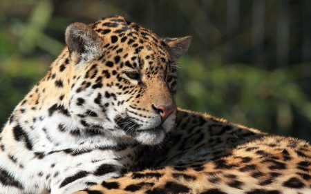 *** Leopard *** - animal, animals, cats, wild