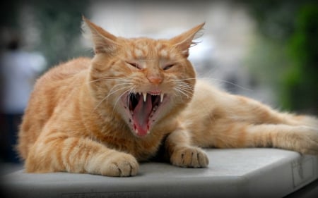 Big Yawn - cat, yellow, yawn, animal