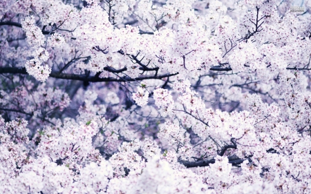 Cherry blossoms - cherry, blossoms, lovely, flower