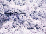 Cherry blossoms