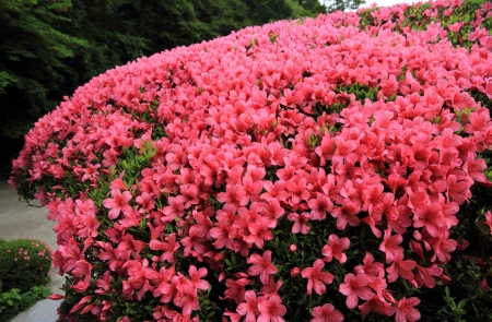 Pink cute flowers - flowers, branches, red, leaves