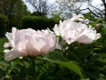 White Poppies