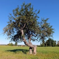 Two Apple-trees.