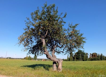 Two Apple-trees. - trees, nature, others, fields