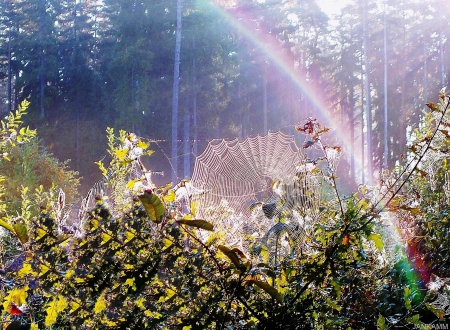 Rainbow in Morning Fog. - sunrise, forests, rainbows, nature