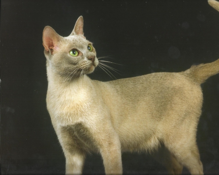 Burmese cat - cute, paws, burmese, cat