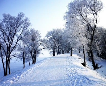 Winter Path! - path, winter, forest, nature