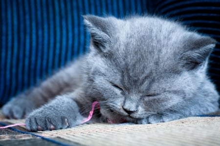 Cat - sleeping, beauty, cat face, hat, cat, animals, kitty, lovely, kitten, paws, face, pretty, cats, beautiful, sweet, cute