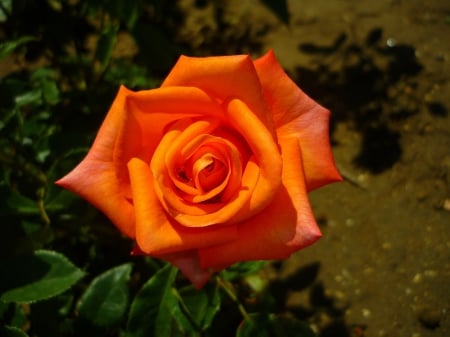 Beautiful Orange Rose! - nature, beautiful, orange, flowers, rose