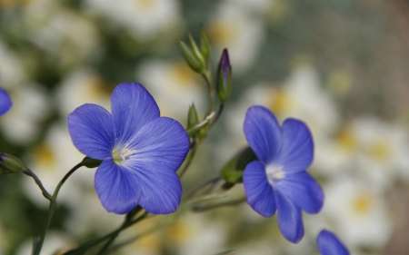 Lovely Color - nature, flowers, two, beautiful