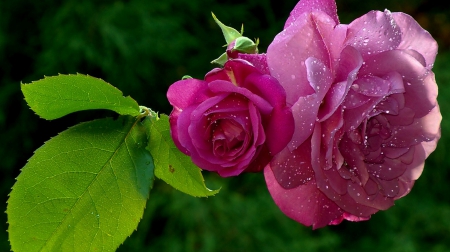 Rose - flowers, beautiful, pink, rose